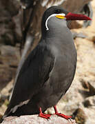 Inca Tern