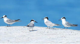 Little Tern