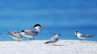 Little Tern