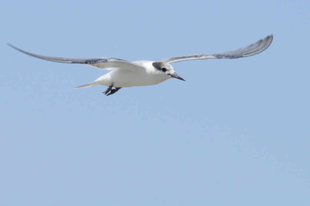 Common Tern