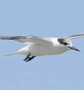 Common Tern