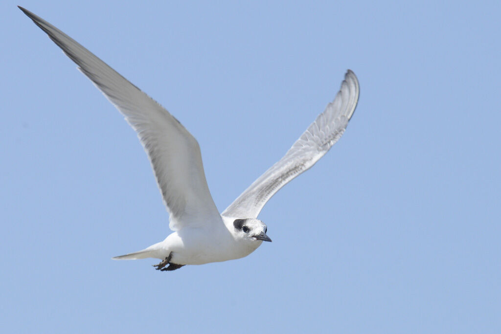 Common Tern