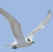 Common Tern