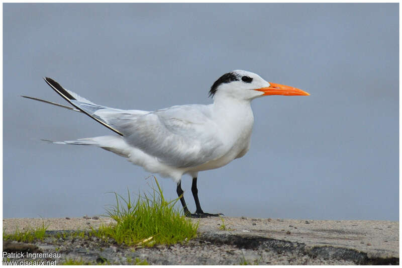 Royal Ternadult post breeding, identification