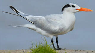 Royal Tern