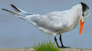 Royal Tern