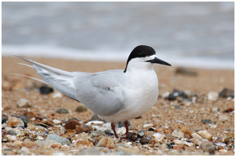 White-fronted Ternadult