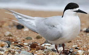 White-fronted Tern