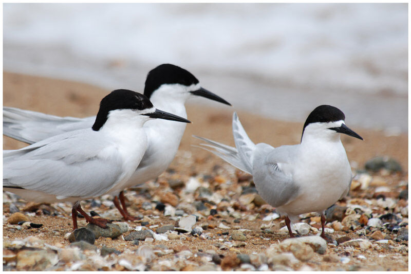 White-fronted Ternadult