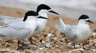 White-fronted Tern