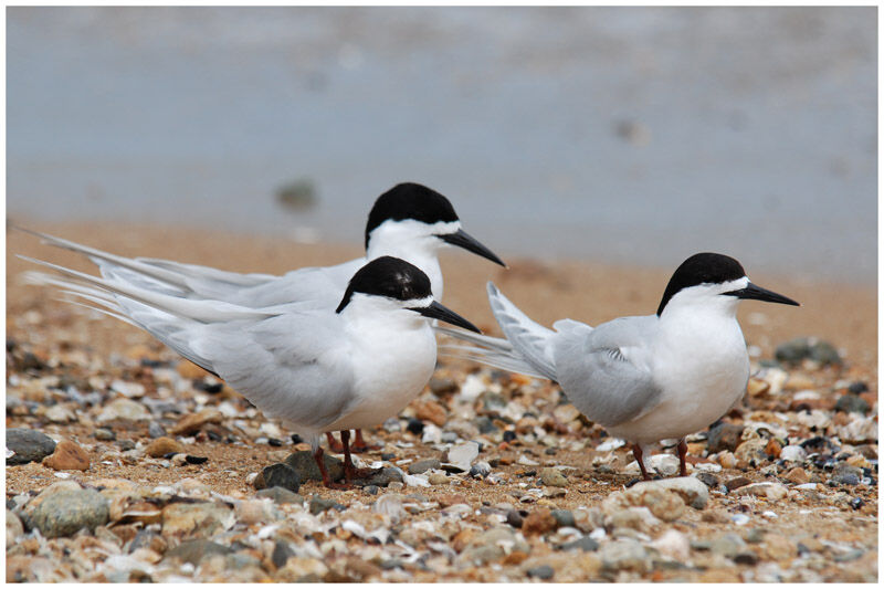 White-fronted Ternadult