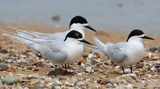 White-fronted Tern