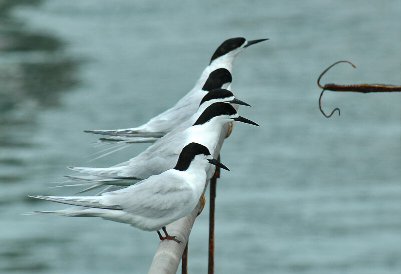 White-fronted Tern