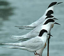 White-fronted Tern