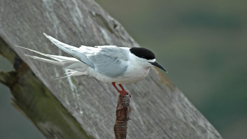 White-fronted Tern