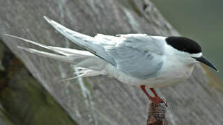 White-fronted Tern