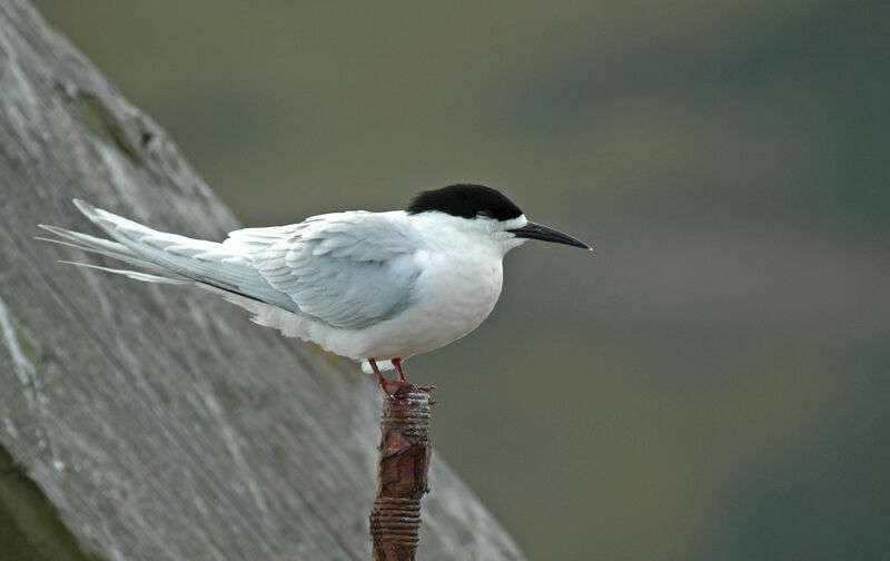 White-fronted Tern