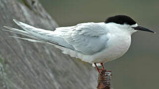 White-fronted Tern