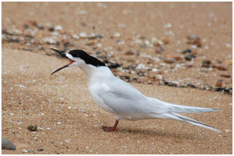 White-fronted Ternadult