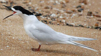 White-fronted Tern