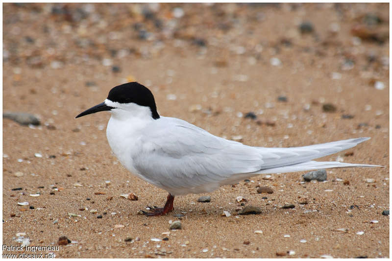 White-fronted Ternadult breeding, identification