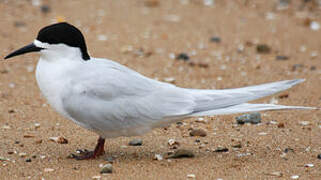 White-fronted Tern