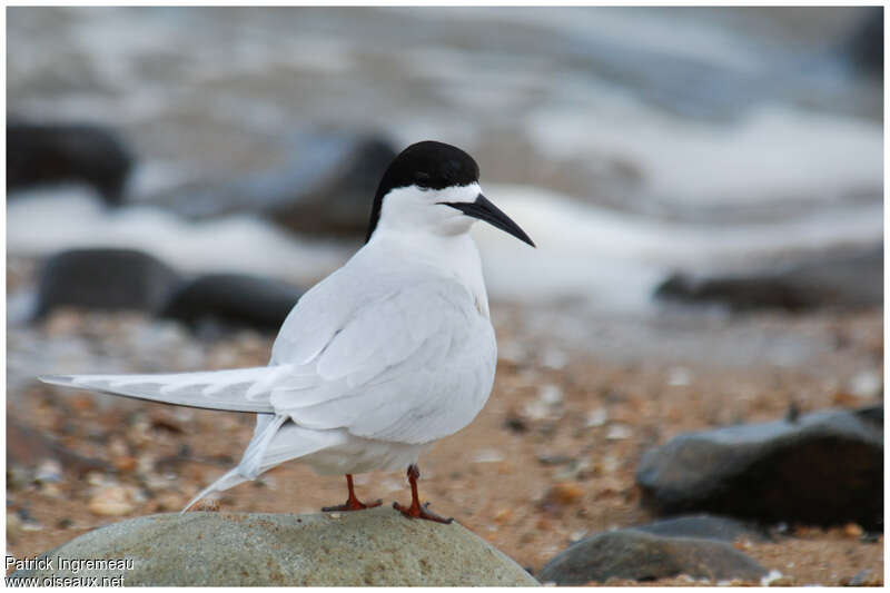 White-fronted Ternadult, identification