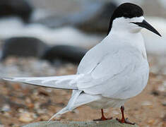 White-fronted Tern