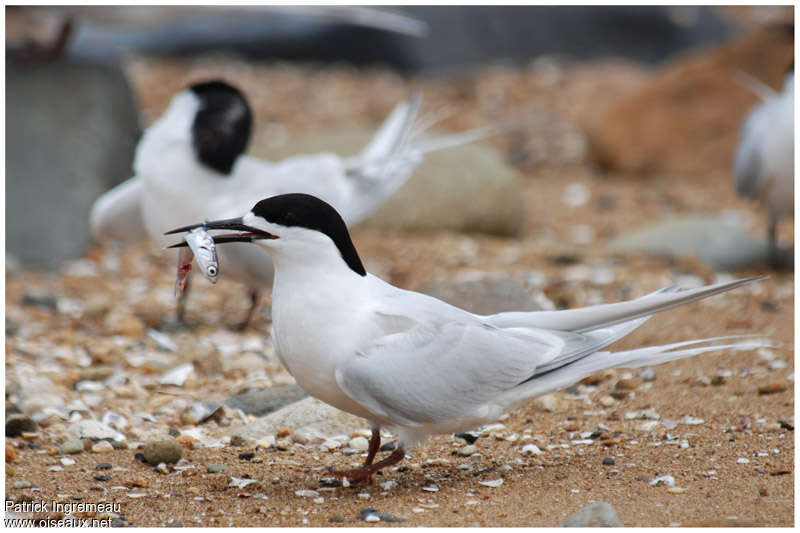 White-fronted Tern male adult, close-up portrait, feeding habits