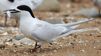 White-fronted Tern