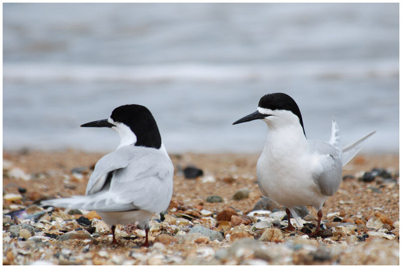 White-fronted Ternadult