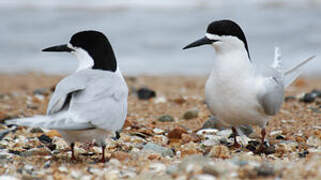 White-fronted Tern