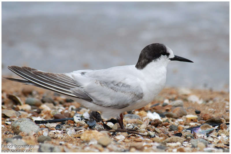 White-fronted TernSecond year, identification