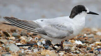 White-fronted Tern