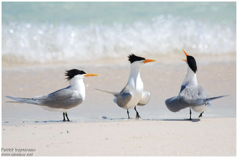 Lesser Crested Ternadult breeding, identification