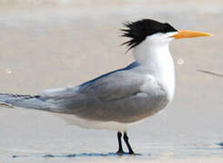 Lesser Crested Tern