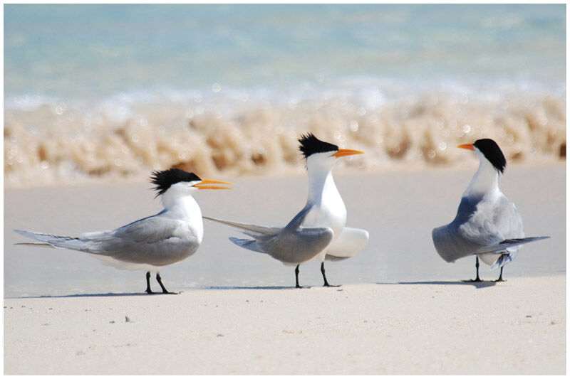 Lesser Crested Ternadult breeding