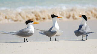 Lesser Crested Tern