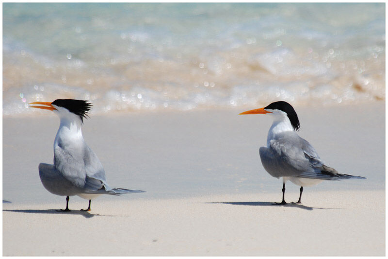 Lesser Crested Ternadult breeding