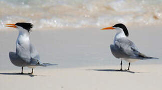 Lesser Crested Tern