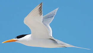 Lesser Crested Tern