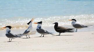 Lesser Crested Tern