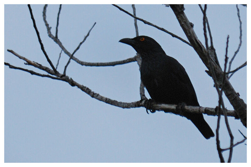 Striated Starlingadult