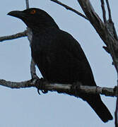 Striated Starling