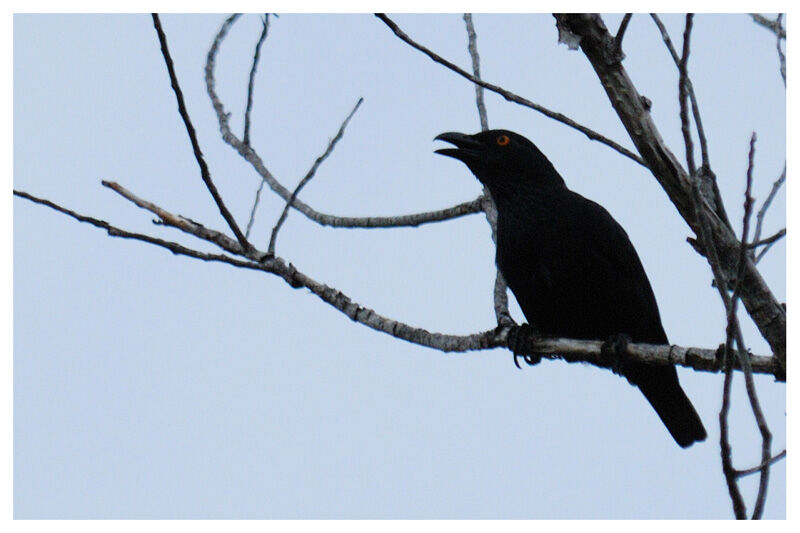 Striated Starlingadult