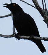 Striated Starling