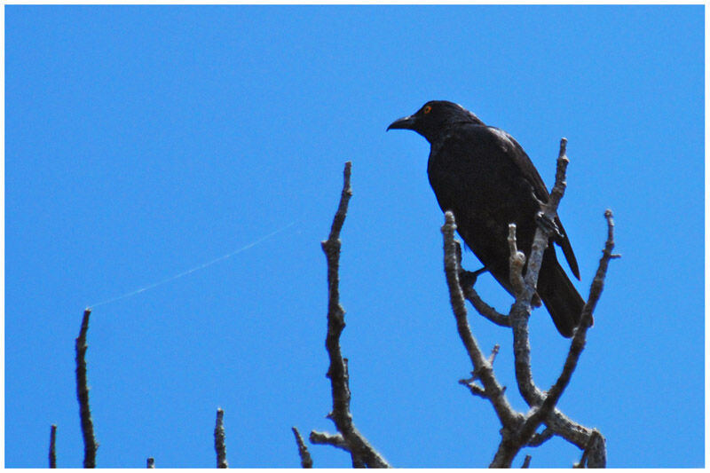 Striated Starlingadult