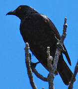 Striated Starling