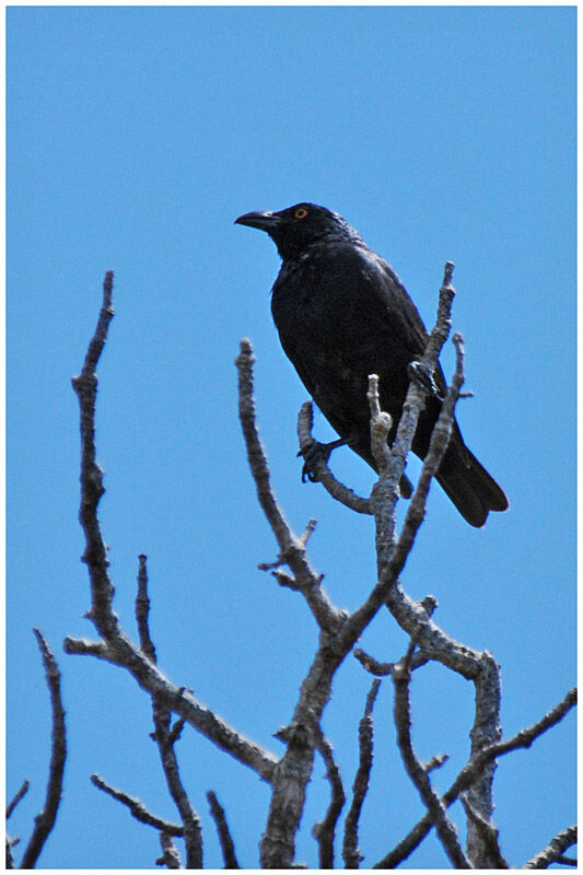 Striated Starlingadult