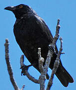 Striated Starling